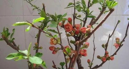 How to grow little leaf crabapple to bloom? (To create a sea of little leaf crabapple blossoms, you must master these methods!)
