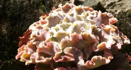 Propagation and Precautions of Echeveria 'Takakusa' (Step-by-Step Guide to Propagating Echeveria 'Takakusa', Precautions Must Not Be Ignored!)