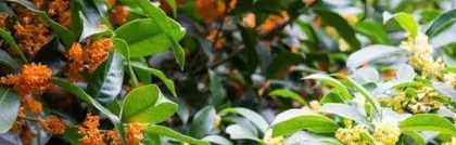 The blooming season of golden osmanthus (late spring to early summer, when a golden sea of flowers blooms)