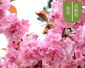 What kind of care do flowering maples need in winter? (Flowering Maple Winter Care Tips, No More Freezing in Winter!)