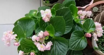 Watering methods for Four Seasons Begonia during flowering (The correct way to water is the key to ensuring the flowering quality of Four Seasons Begonia)