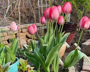 Edible Value of Tulip Seeds (Analysis of the Medicinal and Nutritional Value of Tulip Seeds)