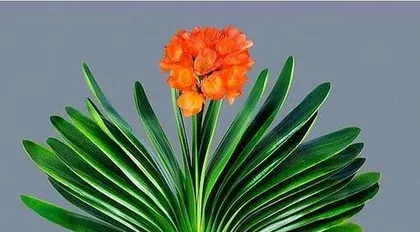 How to Water Happiness Flowers Correctly (Growth and Watering Techniques for Happiness Flowers)