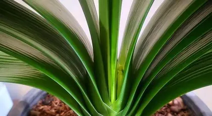Exploration of the Clivia Miniata Growth Cycle (From Planting to Flowering, Detailed Explanation of Clivia Miniata's Life Cycle)