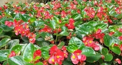 如何家庭养护四季海棠花?(一份详细的四季海棠花养护指南)2