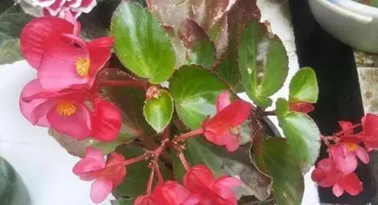 如何家庭养护四季海棠花?(一份详细的四季海棠花养护指南)3