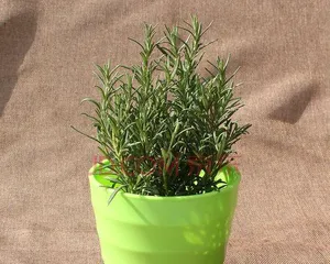 Rosemary Planting Tips (Choosing the Right Pot for Thriving Rosemary)
