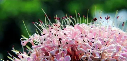 A Comprehensive List of Acid-Loving Flowers (Exploring Acid-Loving Flowers to Create an Acidic Garden)