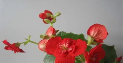 Why isn't the four-season begonia flowering? This might be your problem!