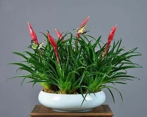 Small Balcony Planting Guide (Create a Comfortable Small Balcony, Make Life More Natural)