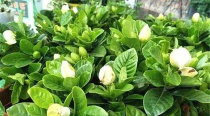 Can yogurt be used to water gardenias? (Exploring the effects of yogurt on gardenias)