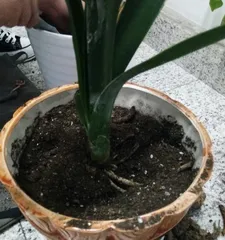 The hydroponic cultivation method of Clivia Miniata (Easy planting, embrace a green life)