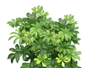 Growing Environment Conditions and Characteristics of Schefflera (Exploring the Survival Strategy of Schefflera)