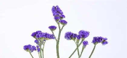 Forget-me-nots – Eternal Memory (Meaning and Symbolism of Forget-me-not Flowers)