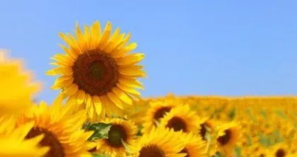 The meaning and symbolism of the little sunflower (exploring what the sunflower represents and symbolizes)