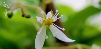 The Beautiful Moment of the Fairy's Flowering (Exploring the Mysteries of the Fairy's Flowering and Its Growth Process)