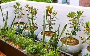 Yogurt is a high-quality organic flower fertilizer (Exploration of the feasibility of an organic fertilizer based on yogurt)