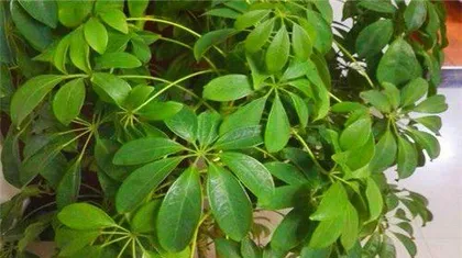 Duckfoot tree pest and disease control technology and measures (Master these key techniques and easily deal with duckfoot tree pests and diseases!)