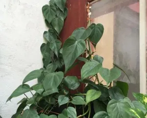 Cultivation Methods and Precautions for Heartleaf Vine (A Must-Have Green Plant for Creating Exquisite Spaces, Pay Attention to Cultivation Methods and Common Issues)