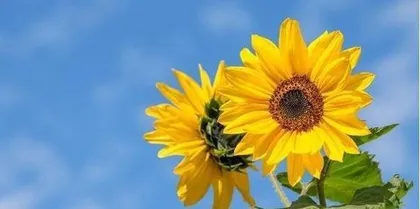 The Symbolic Meaning of Sunflowers (Exploring the Implications of Sunflowers)