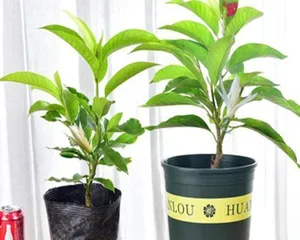 Unveil the truth about the toxicity of orchids, let you plant with peace of mind (Unveil the truth about the toxicity of orchids, let you plant with peace of mind)