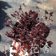 Care Tips for Sedum morganianum (How to Keep Sedum morganianum Healthy and Lush) 3