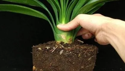The choice of soil for Clivia miniata cultivation (Clivia miniata's soil requirements and suitable soil types for planting)