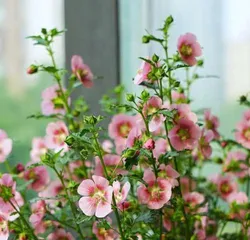 When the little mallow blooms and the duration of its blooming period (the blooming period, flower color, and ornamental value of the little mallow)