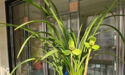 The time when Song梅兰花 is in full bloom (Exploring the blooming time and characteristics of Song梅兰花)