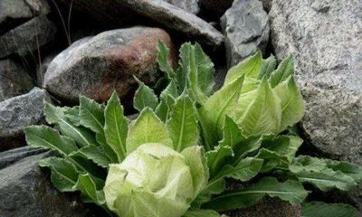 The environmental conditions and characteristics of Snow Lotus growth (Understanding the ecological environment of Snow Lotus, cultivating in your own garden)