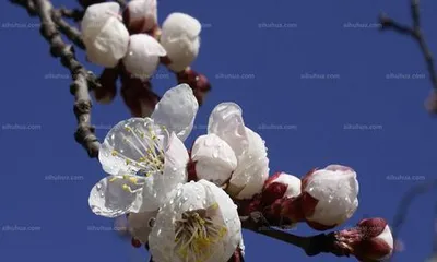 The color of apricot blossoms (Exploring the hue of apricot blossoms)