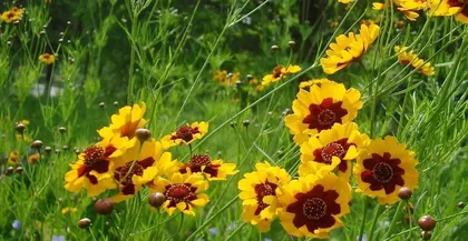The time and method of planting coreopsis (the growth habits and suitable planting time of coreopsis)