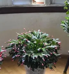 How to Quickly Care for Christmas Cactus (The Ultimate Trick for Christmas Cactus Rapid Growth, Comprehensive Explanation from Care to Propagation)