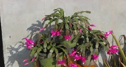 How to Care for Epiphyllum Quickly (Master Tips for Rapid Growth, A Comprehensive Guide from Care to Propagation) 2