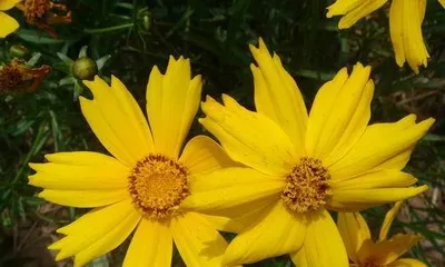 The arrival time of the snake eye chrysanthemum's blooming period (exploring the blooming period of snake eye chrysanthemum, understanding the blooming time, characteristics, and appreciation techniques)