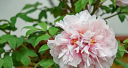 The Legend and Culture of Peach Blossoms – China's National Flower (Exploring the Marks of Peach Blossoms in Chinese History and Life from Legend to Culture)