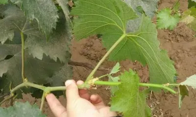 Detailed Explanation of Grape Vine Pruning Methods (To make grape vines grow more vigorously and improve quality to a higher level)