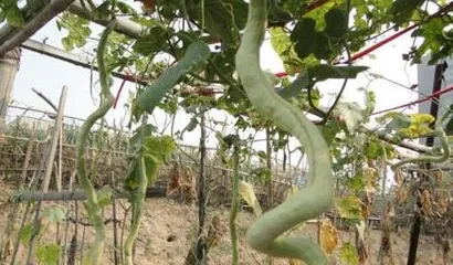 Is Snake Fruit a Carbohydrate? Unveiling the Truth! (In-depth Analysis of Snake Fruit's Nutritional Composition and Content)