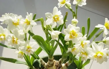 Recommendations for low-maintenance flowers in winter (Finding resilient flowers to make winter more beautiful)