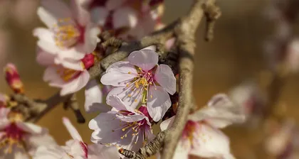 The apricot blossoms are in full bloom, stunning the beauty of spring (the colorful apricot blossoms lead you into spring).