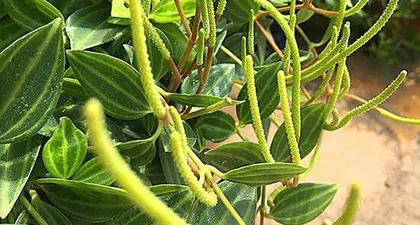 The Cultivation Methods and Precautions for Watermelon Rind Syngonium (Themed "Green," Creating a Fresh Home Garden)