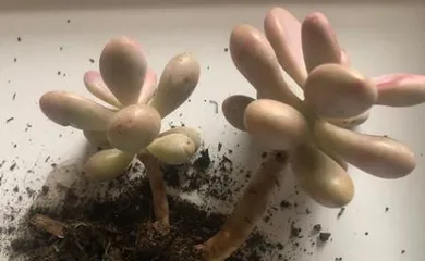 上盆养护秘籍-让你的桃蛋更健康（桃蛋上盆方法与步骤、上盆养护注意事项）2