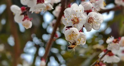 The Season and Characteristics of Apricot Blossoms (Spring Flowering Scenery, Apricot Blossoms Welcome Spring)