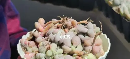 Revealing the Correct Method for Propagating Peach Egg Through Leaf Cutting (Detailed Explanation of Peach Egg Leaf Cutting Techniques, Making Your Greenery Easily Propagate)