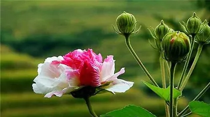 The Nutrition and Culinary Uses of Hibiscus Mutabilis (Understanding the Benefits of Hibiscus Mutabilis and Trying Delicious Dishes)