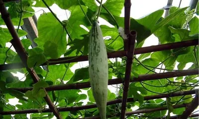 The Amazing Benefits and Delicious Ways to Eat Snake Beans (Discover the Secret of Snake Beans, Taste Healthy and Delicious)