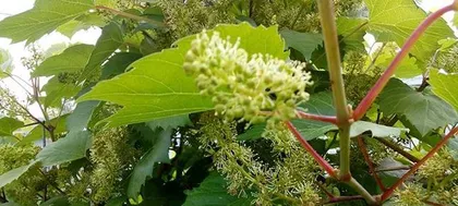 The flowering and fruiting time of grapes and its influencing factors (key periods of flowering and fruiting in grapes, climate, growth environment, and management)
