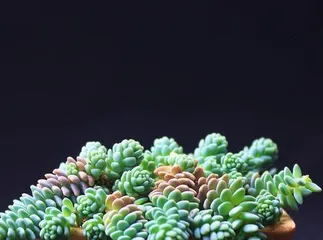 Potted Care Guide for Echeveria 