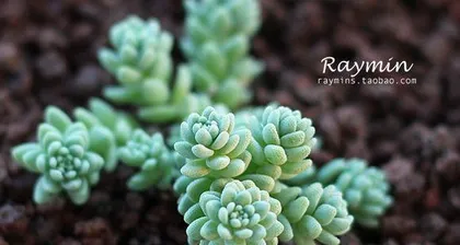 Potted Care Guide for Echeveria 