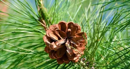 Creating a Beautiful Garden with Pine Bark (Choosing Flower Species Suitable for Pine Bark Growth)